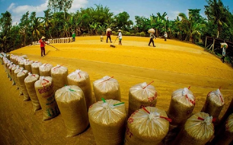 Thủ tướng Chính phủ chỉ thị bảo đảm an ninh lương thực, thúc đẩy sản xuất, xuất khẩu gạo bền vững