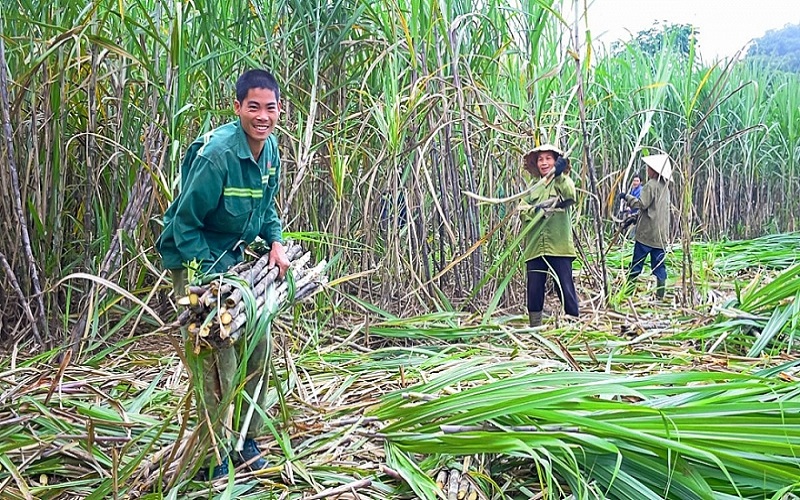 Áp thuế chống bán phá giá đối với đường mía Thái Lan từ 18/8