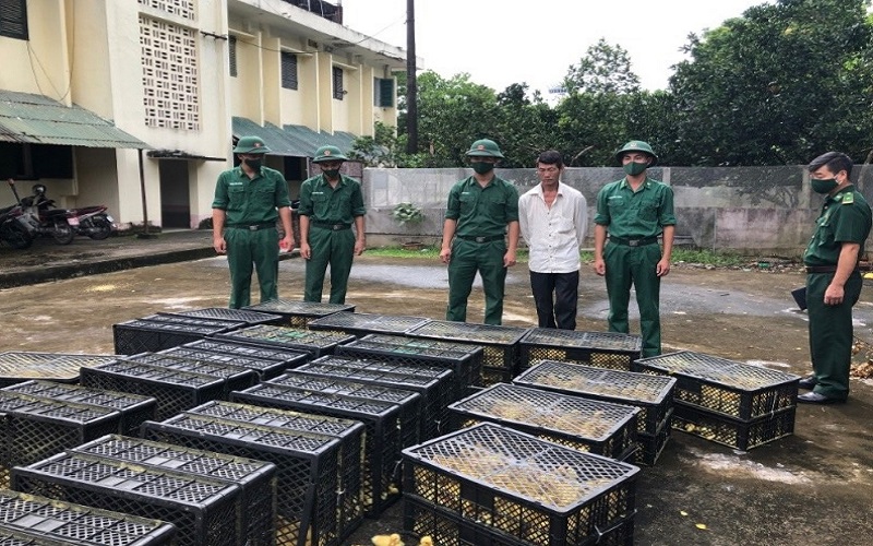 Bộ đội Biên phòng tỉnh Quảng Ninh: Phát hiện vụ vận chuyển 8.400 con gia cầm giống qua khu vực biên giới