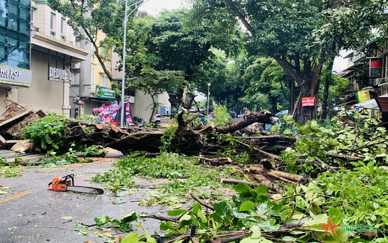 Hà Nội: Cây xanh bật gốc đổ xuống đường, một người bị thương