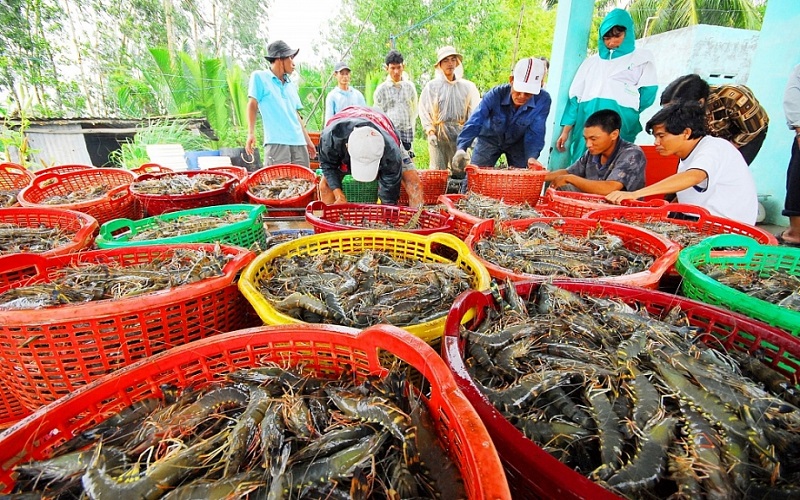 Mỹ tăng nhập khẩu tôm và cơ hội cho ngành tôm Việt ở những tháng cuối năm