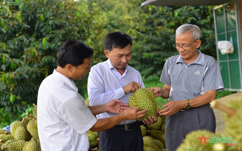 Phát triển hiệu quả, bền vững ngành sầu riêng