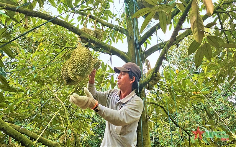 Hệ lụy từ "cơn sốt" sầu riêng ở tỉnh Đắk Lắk