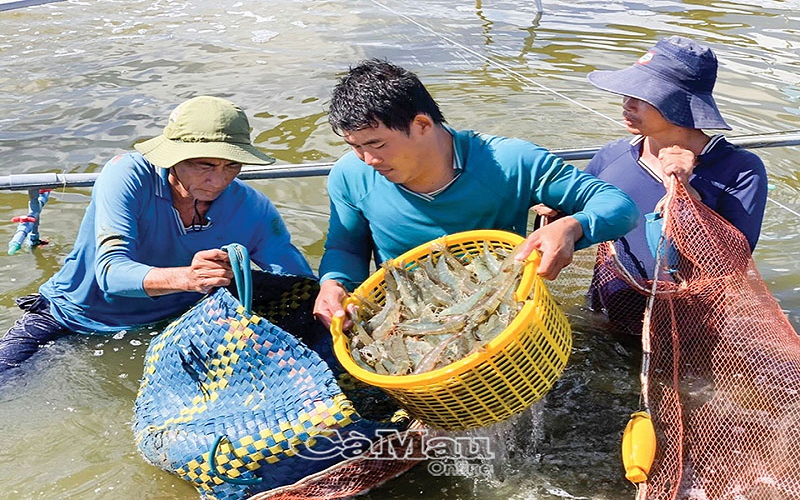 Tập trung thực hiện các nhiệm vụ, giải pháp chống khai thác hải sản bất hợp pháp