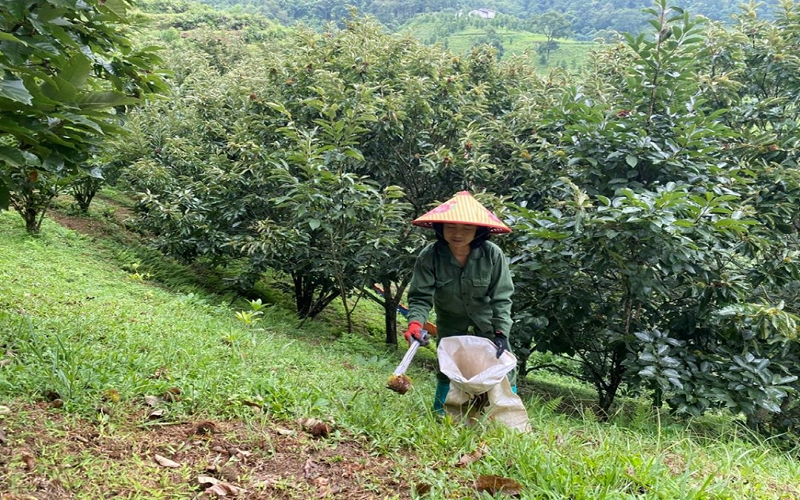 Hạt dẻ giúp người dân Ngân Sơn thoát nghèo