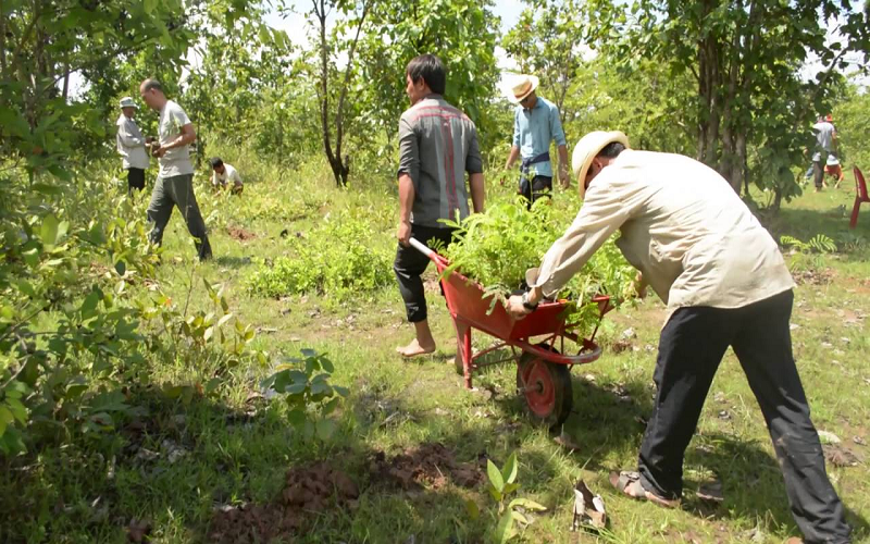 Các trường hợp bắt buộc chuyển giao quyền sử dụng giống cây trồng được bảo hộ