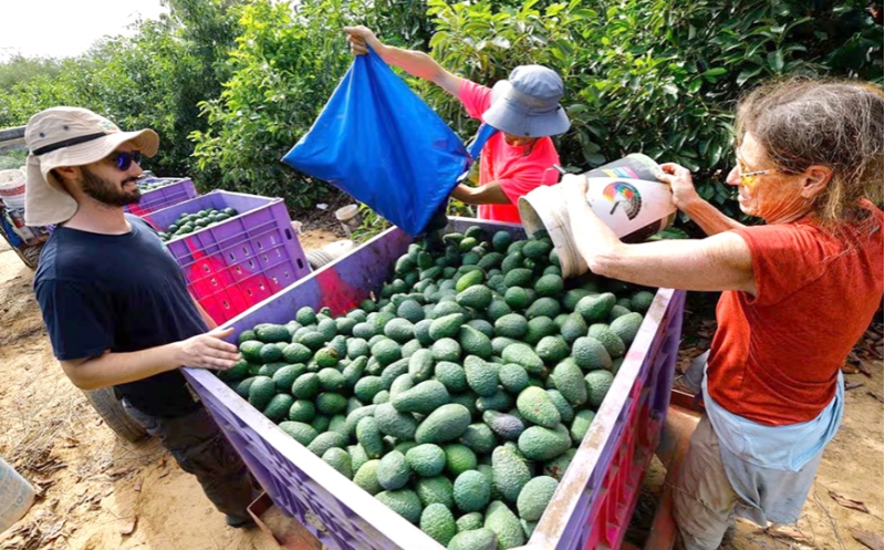 Cuộc khủng hoảng trên các trang trại ở Israel