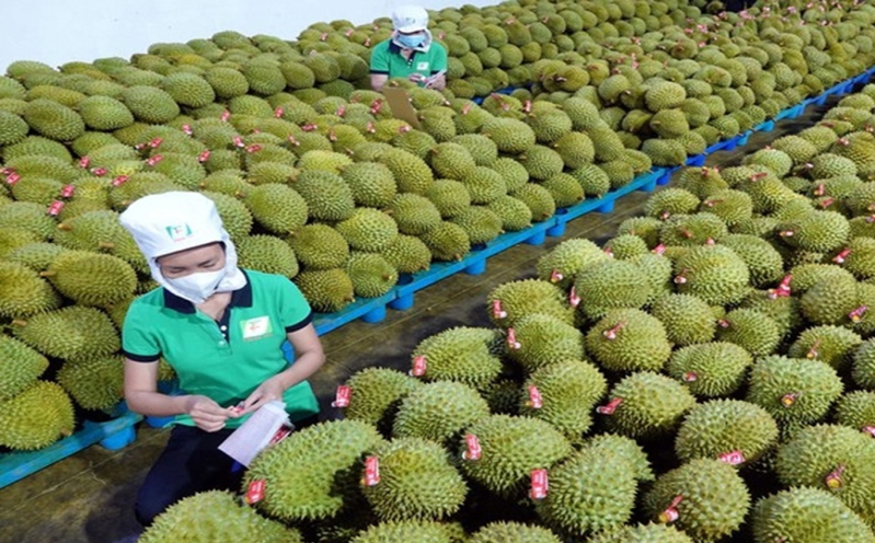 Sầu riêng và kỳ tích xuất khẩu rau quả, trái cây