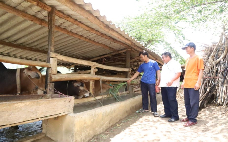 Ngân hàng bò sinh sản giúp người nghèo vươn lên