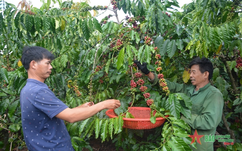 Giá cà phê tại Tây Nguyên xác lập kỷ lục mới