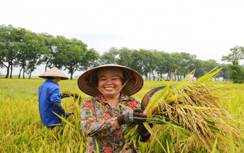 Giá lúa gạo hôm nay (17-1): Giao dịch gạo chợ sôi động