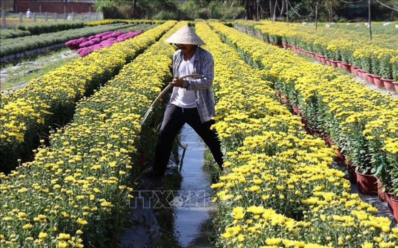 Cung ứng hơn 1,2 triệu giỏ hoa cho thị trường Tết