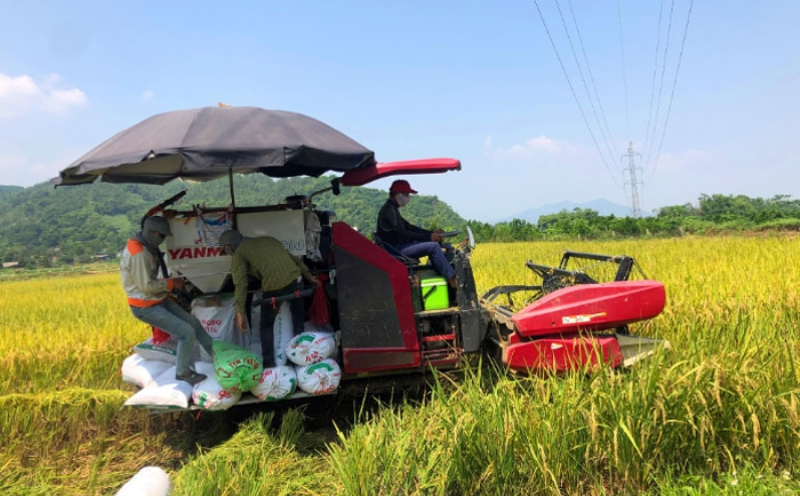 Cơ hội xuất khẩu gạo sang Indonesia