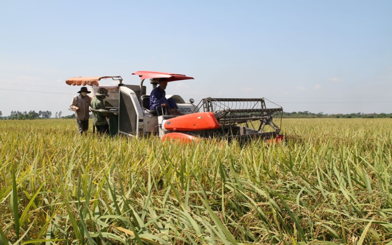 Tích tụ, tập trung đất nông nghiệp tại Thái Bình: Quả ngọt và những vấn đề đặt ra-Bài 1: Không chấp nhận hoang phí “bờ xôi ruộng mật”