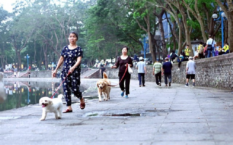 Các địa phương tập trung thực hiện nghiêm công tác phòng, chống bệnh dại