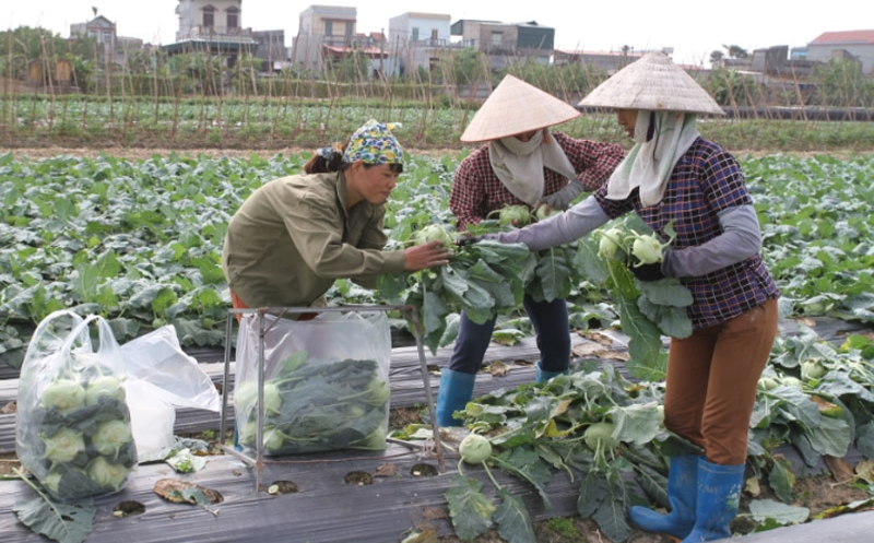 Tích tụ, tập trung đất nông nghiệp tại Thái Bình: Quả ngọt và những vấn đề đặt ra-Bài 2: Những cú huých cho nghĩ lớn, làm lớn