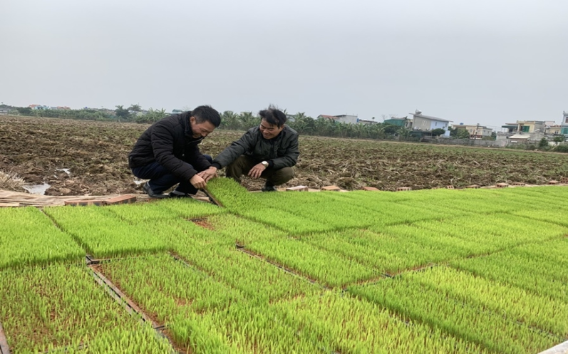 Tích tụ, tập trung đất nông nghiệp tại Thái Bình: Quả ngọt và những vấn đề đặt ra - Bài 3: Tạo bước đệm vững chắc cho tái cơ cấu nông nghiệp (Tiếp the