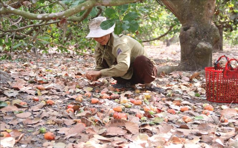 Tây Nguyên: Điều mất mùa, giá giảm