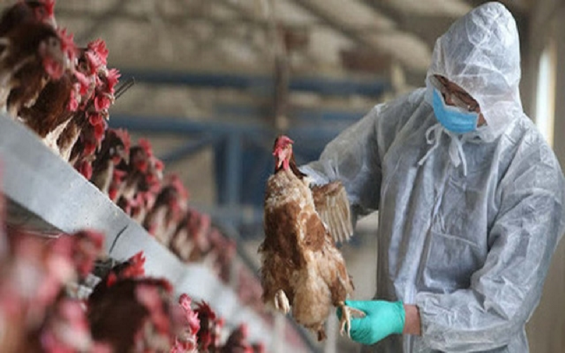 Bộ Y tế thông tin chính thức về trường hợp mắc cúm A(H5N1) tử vong tại Khánh Hòa