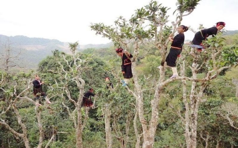 Vườn trà 400 tuổi tại Phongsaly, Lào hấp dẫn du khách