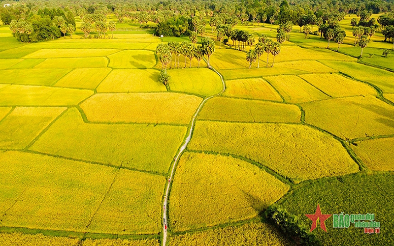 Luật Đất đai 2024: Kỳ vọng giải quyết tình trạng gom đất nông nghiệp rồi... bỏ hoang