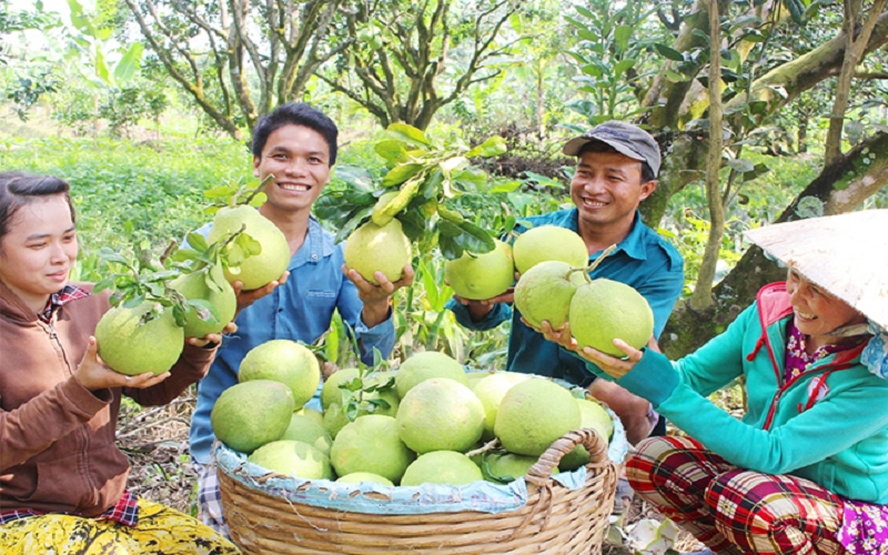 Lễ hội trái cây với chủ đề “Cảm xúc miền nhiệt đới” được tổ chức quy mô cấp vùng