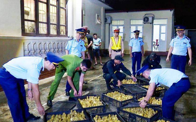 Xử lý nghiêm việc nhập lậu giống vật nuôi