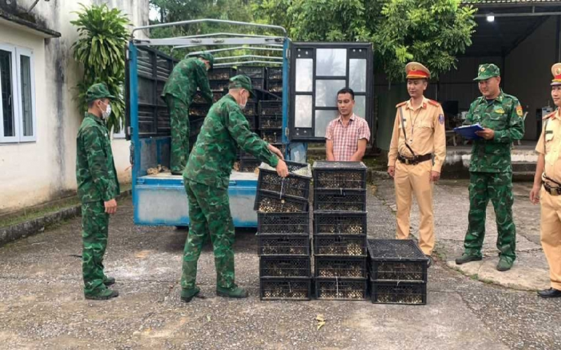 Ngăn chặn tình trạng nhập lậu vật nuôi