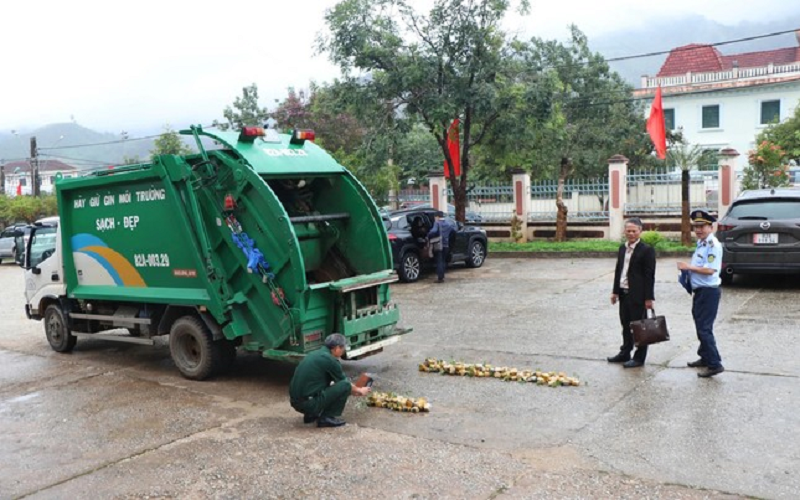 Tiêu hủy 148 cây giống giả sâm Ngọc Linh bán trên TMĐT