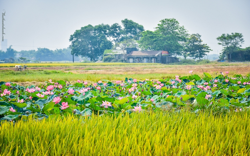 Nồng nàn mùa lúa chín