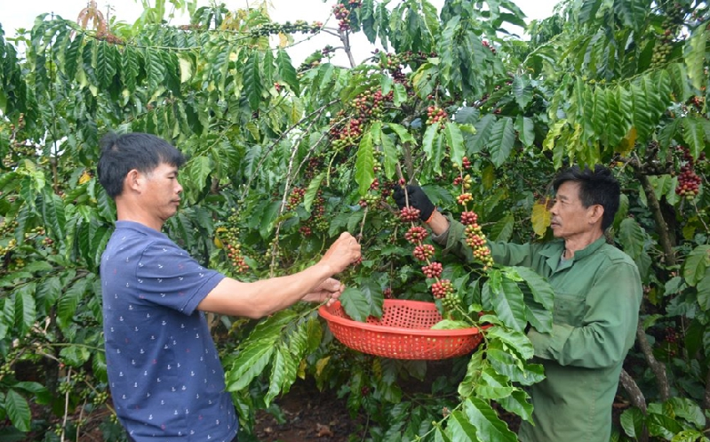 Động lực thúc đẩy Tây Nguyên phát triển bền vững