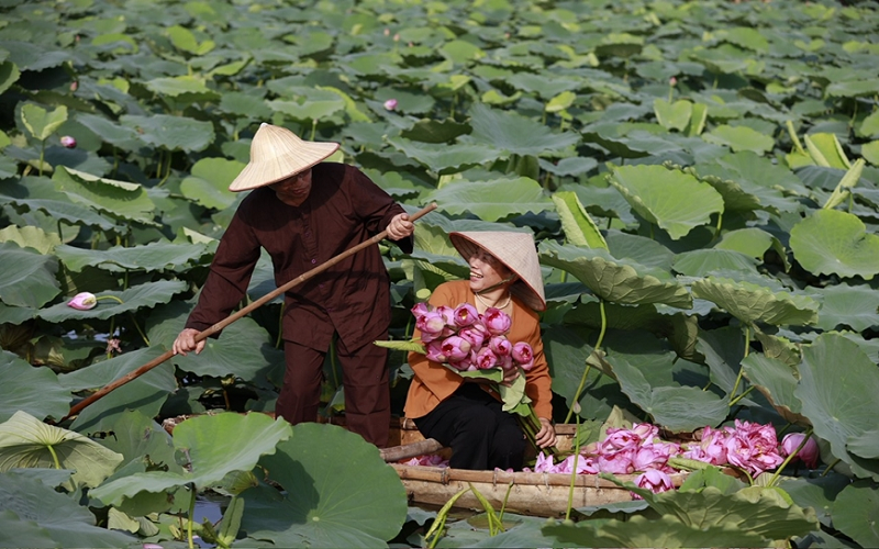 Tôn vinh giá trị của sen Hà Nội trong đời sống hiện nay