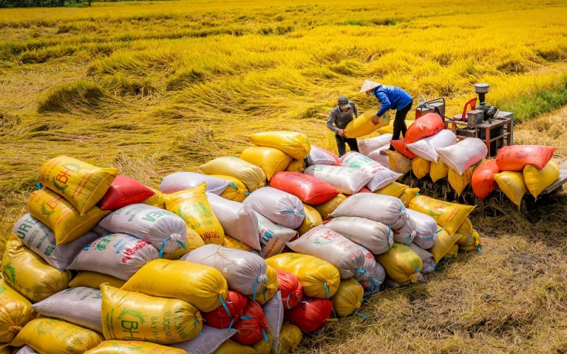 Chính phủ ban hành chính sách hỗ trợ bảo vệ đất trồng lúa