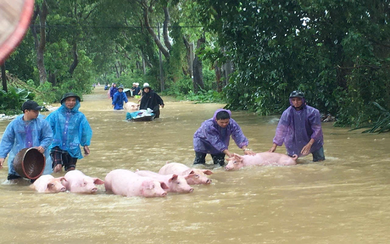 Bộ Y tế triển khai các phương án phòng, chống dịch bệnh sau mưa lũ, ngập lụt