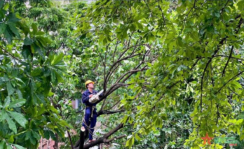 Tìm cách cứu cây xanh gãy, đổ