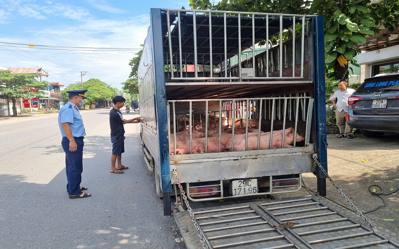 Thái Nguyên: Ngăn chặn kịp thời phương tiện vận chuyển gần 800kg lợn chết và lợn bị nhiễm bệnh