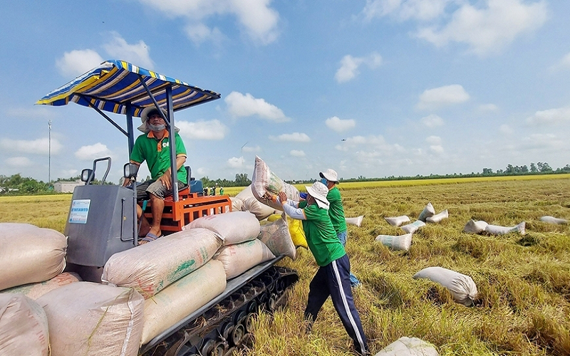 163 thương nhân được cấp chứng nhận đủ điều kiện kinh doanh xuất khẩu gạo