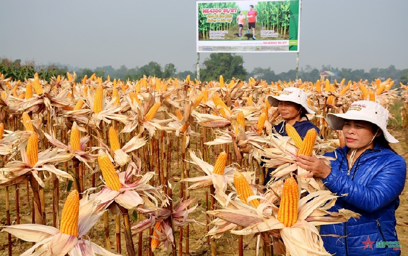 Đẩy mạnh ứng dụng công nghệ sinh học để phát triển nông nghiệp bền vững