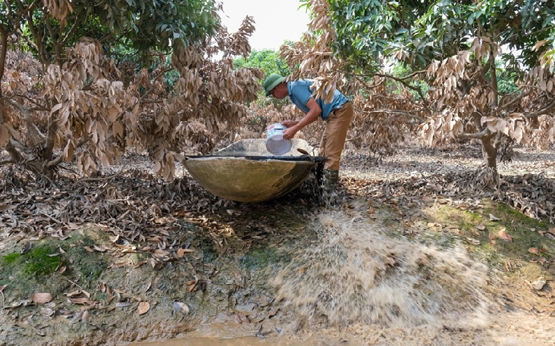 Tập trung chăm sóc cây ăn quả bị ảnh hưởng sau bão lũ