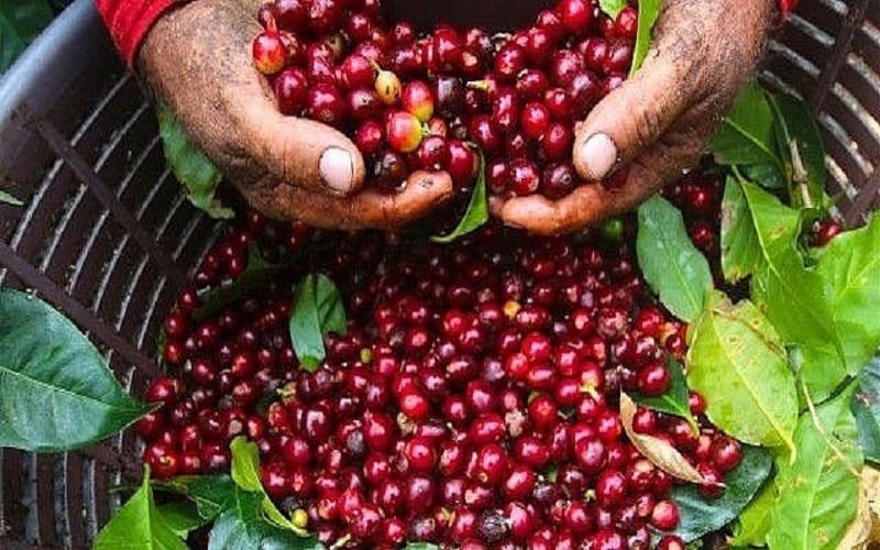 Bản tin nông sản (ngày 10-4): Giá cà phê, hồ tiêu đều giảm