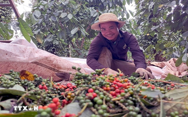 Bản tin nông sản hôm nay (23-4): Cà phê và hồ tiêu trong nước giảm nhẹ