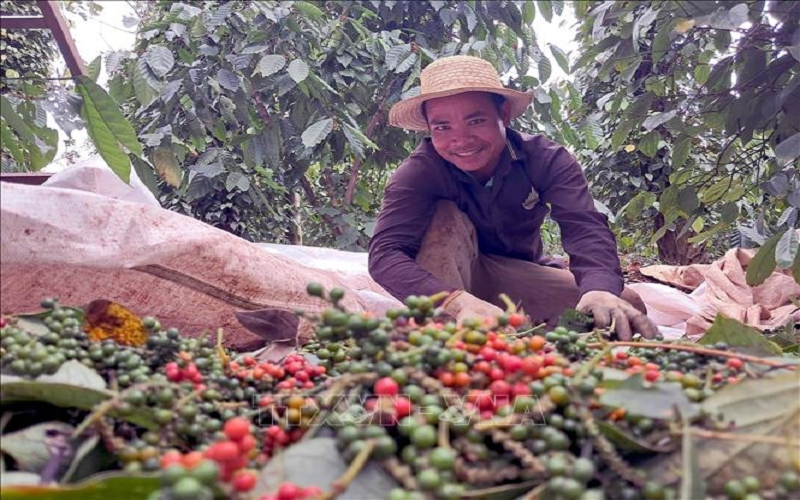 Bản tin nông sản hôm nay (26-4): Giá hồ tiêu ổn định, giá cà phê tăng
