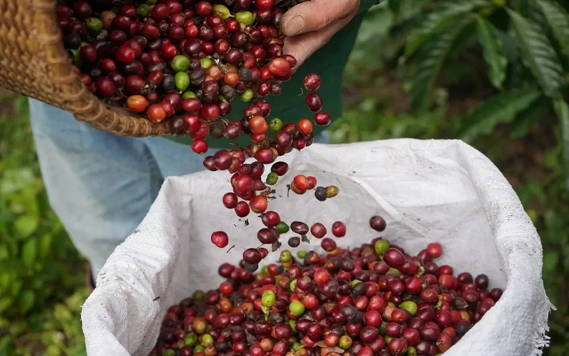Bản tin nông sản hôm nay (2-5): Giá cà phê trong nước tăng nhẹ