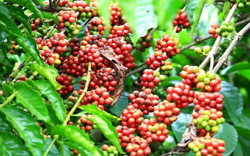 Bản tin nông sản hôm nay (8-5): Giá cà phê và hồ tiêu trên đà giảm