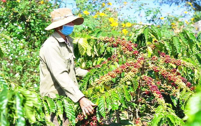 Bản tin nông sản hôm nay (9-5): Giá cà phê giảm nhẹ, hồ tiêu tăng