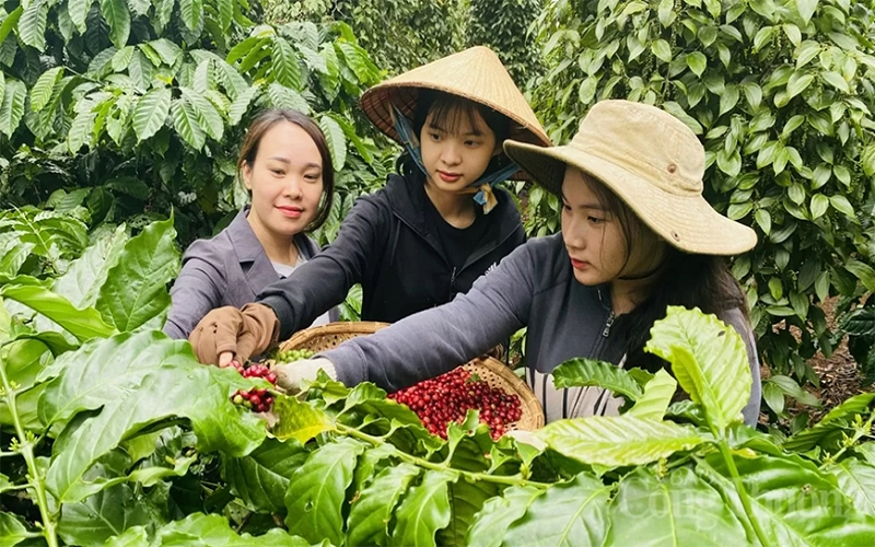 Bản tin nông sản hôm nay (16-5): Giá cà phê giảm mạnh