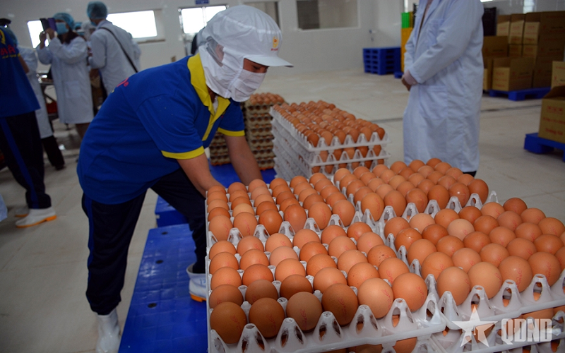Thông tin trứng gà giả là bịa đặt
