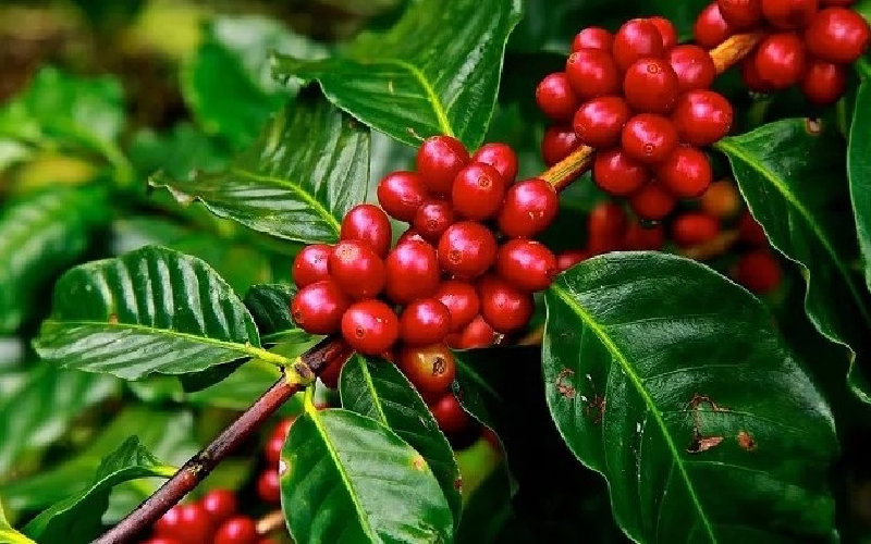 Bản tin nông sản hôm nay (19-5): Giá cà phê, hồ tiêu đi ngang