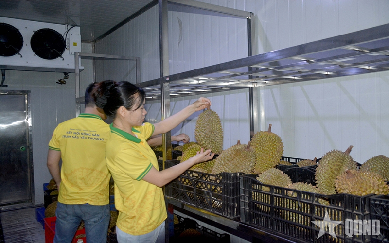 Trung Quốc công nhận thêm 829 mã số vùng trồng sầu riêng của Việt Nam