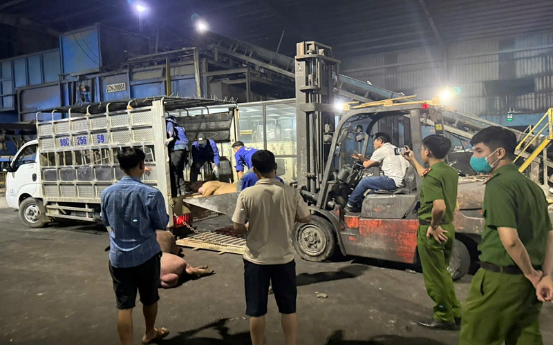 Buộc tiêu hủy 1 tấn lợn chết không đảm bảo an toàn vệ sinh thực phẩm khi đưa ra thị trường